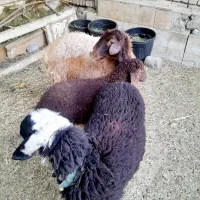 فروش 3 عدد گوسفند افشار