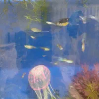 ماهی گوپی و مولی