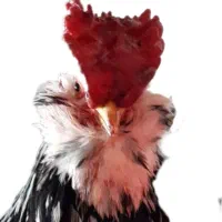 جوجه و تخم مرغ گُلین شاپسند ، گُلین طوسی درباری