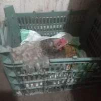 مرغ کرچ محلی تضمینی|حیوانات مزرعه|رشت, دیانتی|دیوار