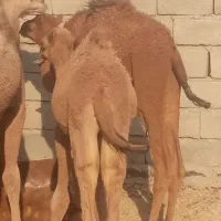 بزمان|حیوانات مزرعه|ایرانشهر, |دیوار