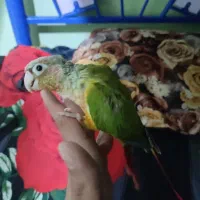 طوطی گرینچیک اناناسی،عروس،کوتوله،برزیلی