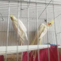 طوطی عروس لوتینو مولد دونه 850|پرنده|ارطه, |دیوار