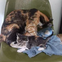 واگذاری گربه رایگان