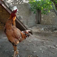 مرغ و خروس لاری اصیل