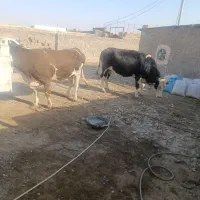 گوساله گاو خشک