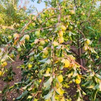 باغ 1000 متری (سند تک برگ ) مارکده