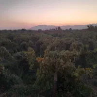 فروش-زمین-وباق