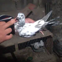 کفتر خوب درجه یک ۶عددیک میلیون|پرنده|مشگین شهر, |دیوار