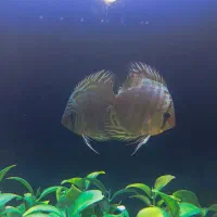 ماهی دیسکس نر‌و‌ماده . آکواریوم