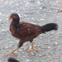 شش عدد مرغ محلی|حیوانات مزرعه|فاریاب, |دیوار