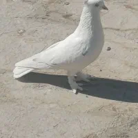 کفتر زیبا پرشی|پرنده|ملارد, |دیوار