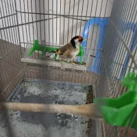 سهره جوجه قفس نازار|پرنده|بروجرد, |دیوار