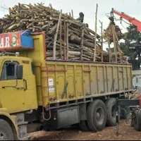 خرید وبرش چوب|خدمات باغبانی و درختکاری|بیرجند, |دیوار