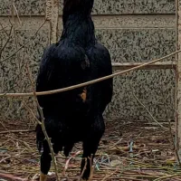 خروس لاری درجه ۱