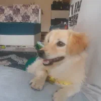 سگ اشپیتز ماده|سگ|اندیشه, شهرک صدف|دیوار