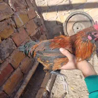 مرغ وخروس.|حیوانات مزرعه|فردوس (خراسان), |دیوار