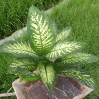 گل دیفن باخیا|گل و گیاه طبیعی|امامزاده عبدالله, |دیوار