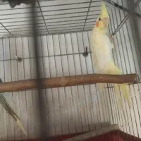 طوطی برزیلی|پرنده|پاکدشت, پاکدشت (مامازند)|دیوار