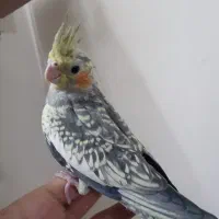 دوعرس هلندی کل باقالی و نقرهای مغلوب|پرنده|مشهد, مهدی آباد (بلوار توس)|دیوار