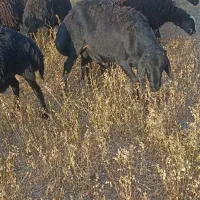 بره ماده|حیوانات مزرعه|شاهین دژ, |دیوار