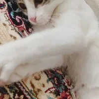 گربه|گربه|اردبیل, |دیوار