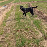 سگ گله واگزار میشود|سگ|قائن, |دیوار