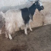 کولار چبش کهره وبز وبره ماده