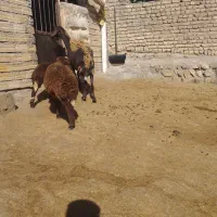 یک عدد میش جوان با دو عدد بره|حیوانات مزرعه|الشتر, |دیوار