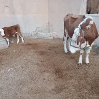 گاوآلمانی شیری همراه باگوساله نر|حیوانات مزرعه|باوی, |دیوار