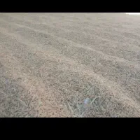 برنج درج یک امسال فجر طارم هاشمی