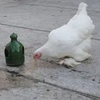 مرغ برهما وایت تخم گذار