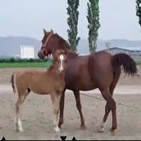 مادیان درشت
