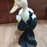 جایزه ۱۰۰هزارتومنی بگیر