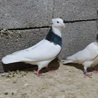 کله پرشتی|پرنده|خرم‌آباد, |دیوار