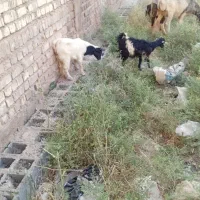 میش بردا و کهر