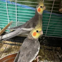 عروس هلندی نر و ماده|پرنده|لنگرود, |دیوار