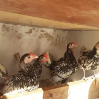 سبرایت مینیاتوری