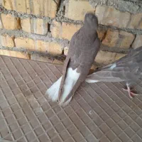 کفتر سیا بهبهانی قهویی دم سفید طوقی|پرنده|شیراز, دست خضر|دیوار