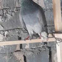 کبوتر پرشی|پرنده|ساوه, |دیوار