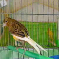 قناری سفید نر و سبز ماده|پرنده|فولادشهر, مسکن مهر فولادشهر|دیوار