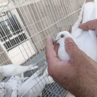 پرنده پرشی|پرنده|گرمه, |دیوار