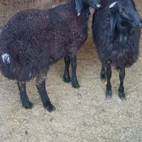 بره|حیوانات مزرعه|پیشوا, |دیوار