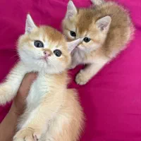 گربه کوچولو