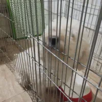 سگ پودل|سگ|تهران, ترمینال غرب|دیوار