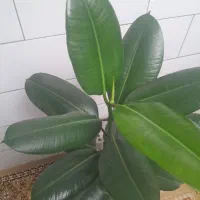 گل طبیعی|گل و گیاه طبیعی|لاران, |دیوار