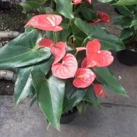 فروش ویژه گیاه وگلدان روز مادر روز زن و شب یلدا|گل و گیاه طبیعی|مشهد, شفا|دیوار