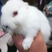 خرگوش  نژاد دار