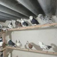 کبوتر زیبا کفتر درجه یک|پرنده|قرچک, مهدیه|دیوار