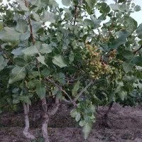 فروش باغ ۵۰۰۰متری انگور ،پسته|فروش زمین و ملک کلنگی|نوشین شهر, |دیوار